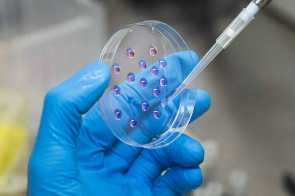 A blue-gloved hand holds a clear petri dish containing multiple reflective purplish-pink liquid drops. A pipette dispenses more liquid into one drop in a laboratory.