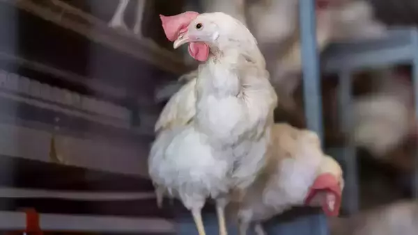 A white chicken with a pink comb and wattle stands in a coop.