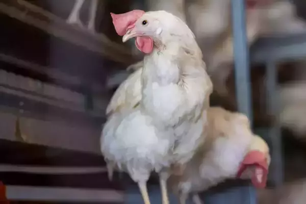 A white chicken with a pink comb and wattle stands in a coop.