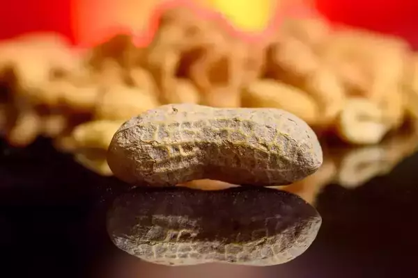 Single peanut in the shell on a reflective black surface, with a blurred background of more peanuts and a warm, red-orange glow.
